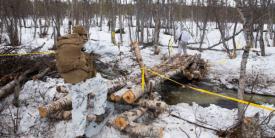 U.S. Marines participating in the Thunder Reindeer exercise in Setermoen, Norway in late May practice their cold weather survival skills while living in the Arctic. Credit: USMC photo by Lance Cpl. Chase Drayer