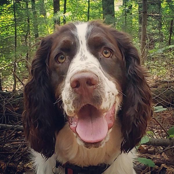 Not to be outdone by his human competitors, Nigel (Keller) cheerfully poses for a photo after completing his 5K Walk/Run for STEM this year with his "mom," Ellen. (This is his second year in a row participating in this event). (Photo is a winner in the race's "Best Picture" category).