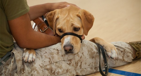 Proceeds from the chapter's July fundraiser went to Canines for Veterans, a national program providing disabled veterans with quality trained service dogs.