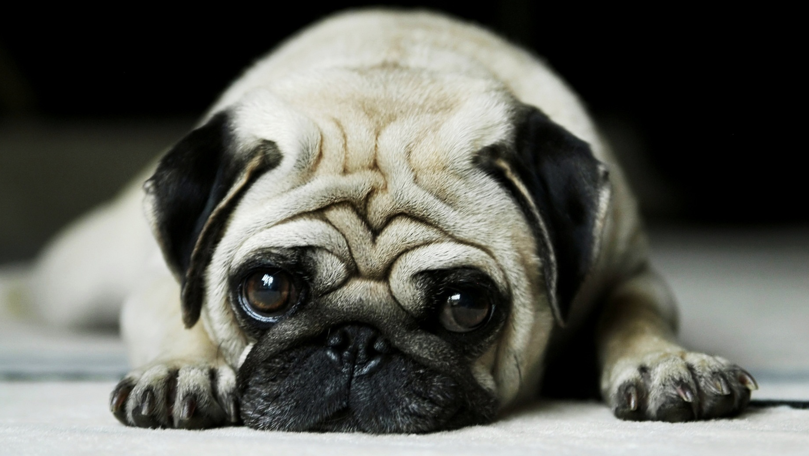 Pug