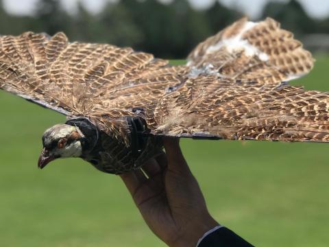 Researchers at the New Mexico Institute of Mining and Technology may add artificial intelligence and fifth-generation cellular capabilities to drones made of dead birds. The drones could be used for environmental monitoring, border patrol or military missions. Credit: New Mexico Institute of Mining and Technology