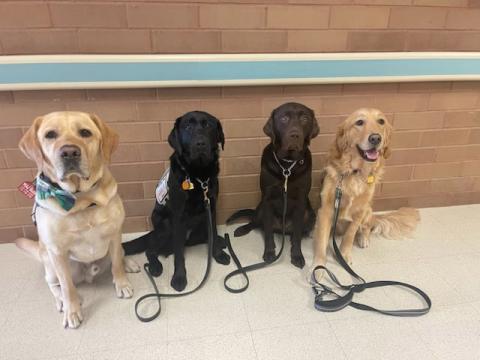 Facility dogs Maj. Budd, Aja, Hershey and Maj. McAfee pose for a photo at the Joint Base San Antonio-Fort Sam Houston Brooke Army Medical Center (BAMC). Credfit: Jennifer Higgins, special assistant for healthcare resolutions at BAMC