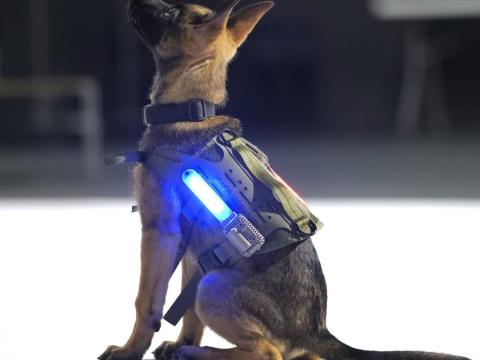 CHAMP, a Halo Lights LLC technology, protects dogs by detecting early warning signs of heat threats.  Courtesy photo from Halo Lights LLC