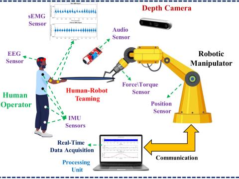The evolution from simple, separated “caged” robots to full human-robot teaming requires a higher level of technical and human sophistication, researchers say. Credit: Filippo Sanfilippo, Muhammad Hamza Zafar, Timothy Wiley and Fabio Zambetta
