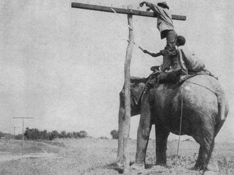 Innovation in challenging situations is a core competency of AFCEA and its members. In this photograph from the first issue of SIGNALS, September 1946, a member of a Signal construction group hangs a line using an elephant, an approach that enabled them to overcome the swamps in India.