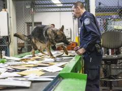 U.S. Customs and Border Protection officers use K9 operations to locate narcotics in U.S. mail. Credit: U.S. Customs and Border Protection photo by Kris Grogan
