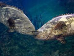 Florida Atlantic University delivered technology to the Naval Sea Systems Command Surface Warfare Center to monitor chatter among goliath grouper that could warn of submarines, unmanned underwater vehicles or other threats. Credit: Tatiana Belova/Shutterstock