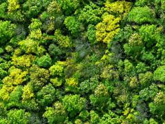 Even lush forest canopies could became effectively transparent with a future generation of light detection and ranging (LiDAR) technologies. Source: Shutterstock/DARPA