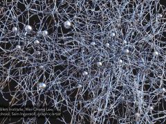 An IARPA program will study the human brain in an effort to make machines smarter.
