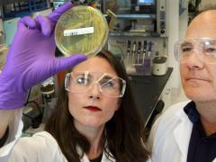 Sandia National Laboratories researchers Amanda Kohler and Ken Sale study the bacteria they used to produce LigM. Photo by Dino Vournas