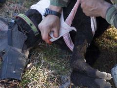 A multipurpose canine handler with U.S. Marine Corps Forces, Special Operations Command, applies medical dressings to a realistic canine mannequin during medical training at Stone Bay on Marine Corps Base Camp Lejeune. Photo by Cpl. Bryann K. Whitley, USMC