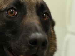 Among the technologies being developed under the U.S. Department of Homeland Security’s Silicon Valley Innovation Program are wearable technologies to monitor the health and welfare of Customs and Border Protection K-9 partners.