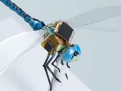 The DragonflEye, a cyborg insect intended for a variety of missions, recently completed its first test flight.