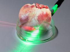National Institute of Standards and Technology researchers have developed a new photonic sensor that could prove beneficial for growing human tissue—skin, muscle, bones or internal organs—in the laboratory. The device might ultimately be implanted in the body to monitor reactions to organ or tissue transplants. Images by Jennifer Lauren Lee/NIST and Shutterstock. Edited by Chris D’Elia
