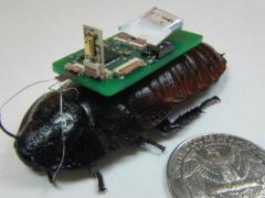 Biobots detect and track sounds for search and rescue.