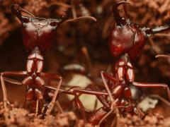 Robotic swarm technology is inspired largely by the natural behavior of insects, birds and fish.