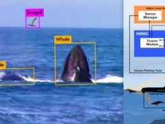 DARPA’s contract with Charles River Analytics will further develop an advanced marine mammal detection system. Credit: Charles River Analytics