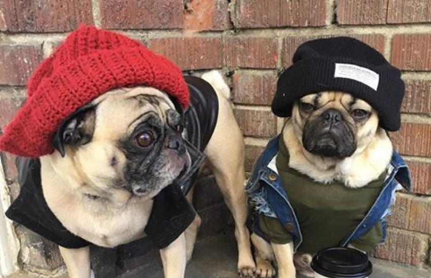 Thug Pug