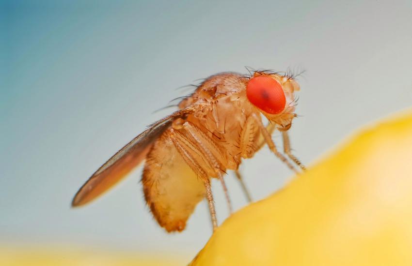 Scientists are now able to model a significant part of the visual system of the fruit fly, itself a neural network, to gain insights into how different neurons connect to each other, which may accelerate the development “of more effective bio-inspired algorithms” for movements in robots.” Credit: Arif Vector/Shutterstock
