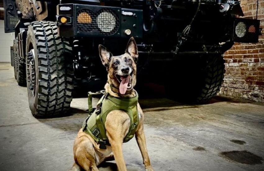 Six-year-old Belgian Malinois Halo serves at the Burke County Sheriff’s Office K-9 unit in Waynesboro, Georgia. Credit: Austin Plueger, BCSO