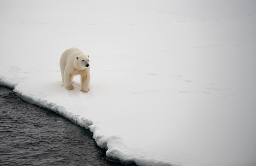 A polar bear watches the U.S. Coast Guard Cutter Healy as it operates in the Arctic. Credit: Sgt. Carter Acton, U.S. Department of Defense.