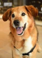 K-9 Flash