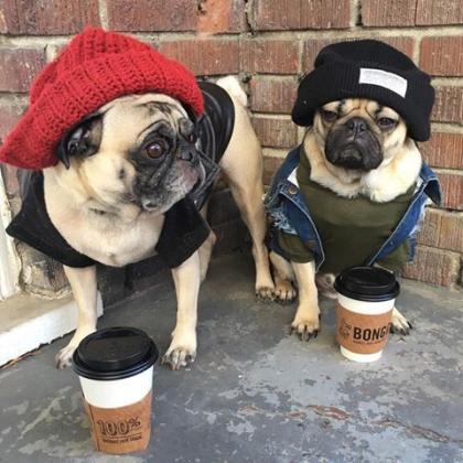 Thug Pug