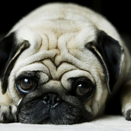 Pug