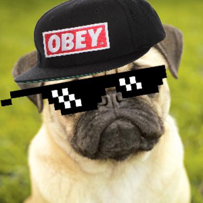Pug Thug
