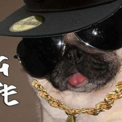 Pug Life