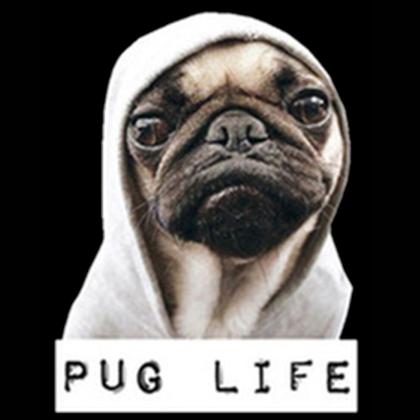 pug