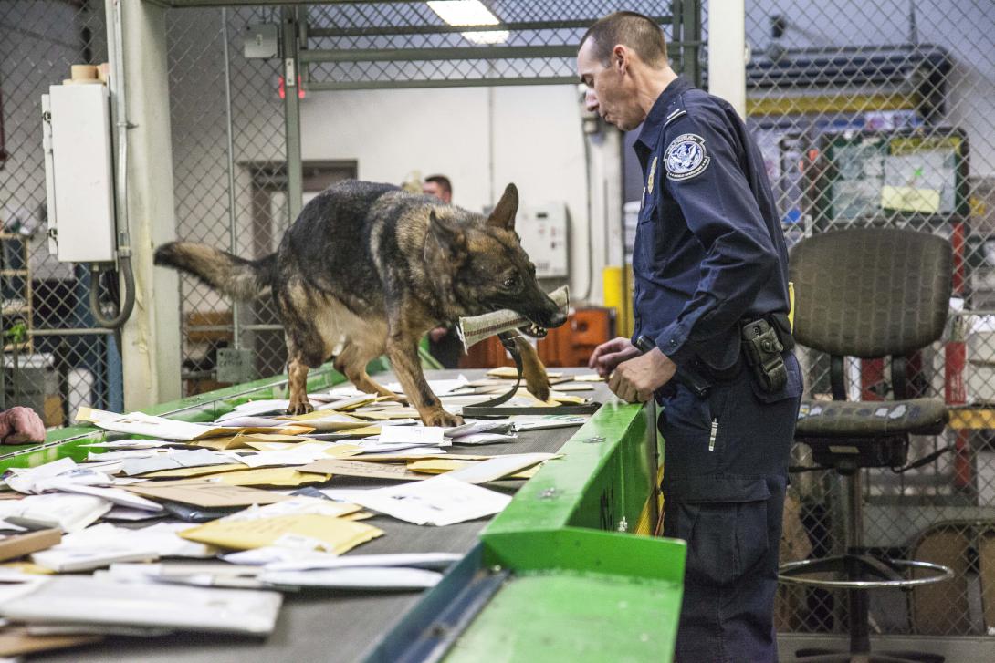 U.S. Customs and Border Protection officers use K9 operations to locate narcotics in U.S. mail. Credit: U.S. Customs and Border Protection photo by Kris Grogan