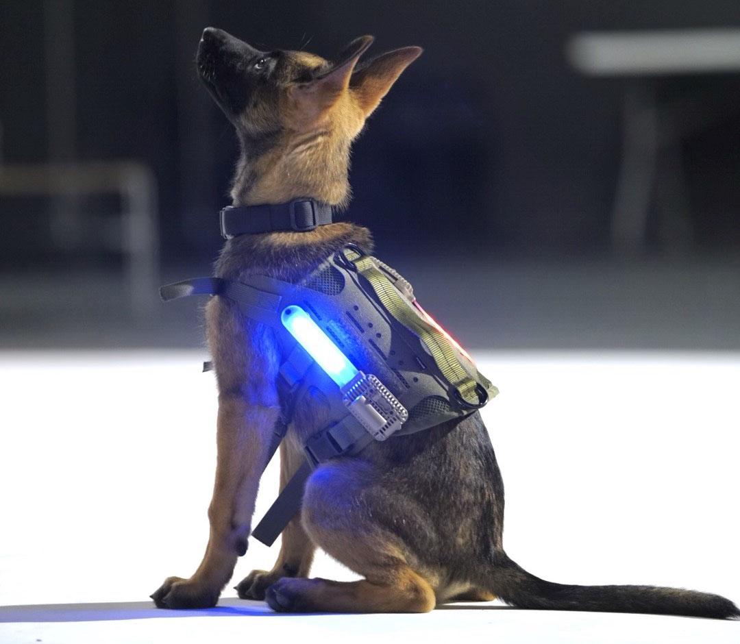 CHAMP, a Halo Lights LLC technology, protects dogs by detecting early warning signs of heat threats.  Courtesy photo from Halo Lights LLC