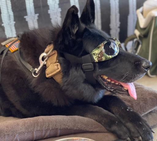 As four-legged warfighters, military working dogs are protected to best serve their country.  Courtesy photo from the U.S. Army
