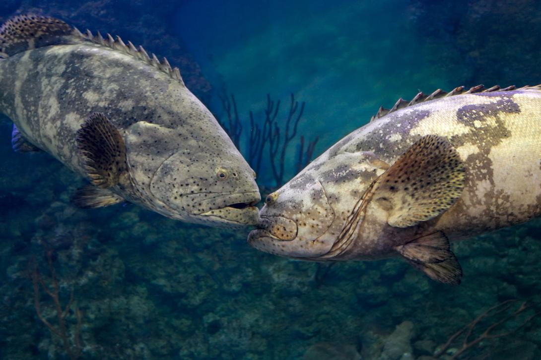 Florida Atlantic University delivered technology to the Naval Sea Systems Command Surface Warfare Center to monitor chatter among goliath grouper that could warn of submarines, unmanned underwater vehicles or other threats. Credit: Tatiana Belova/Shutterstock
