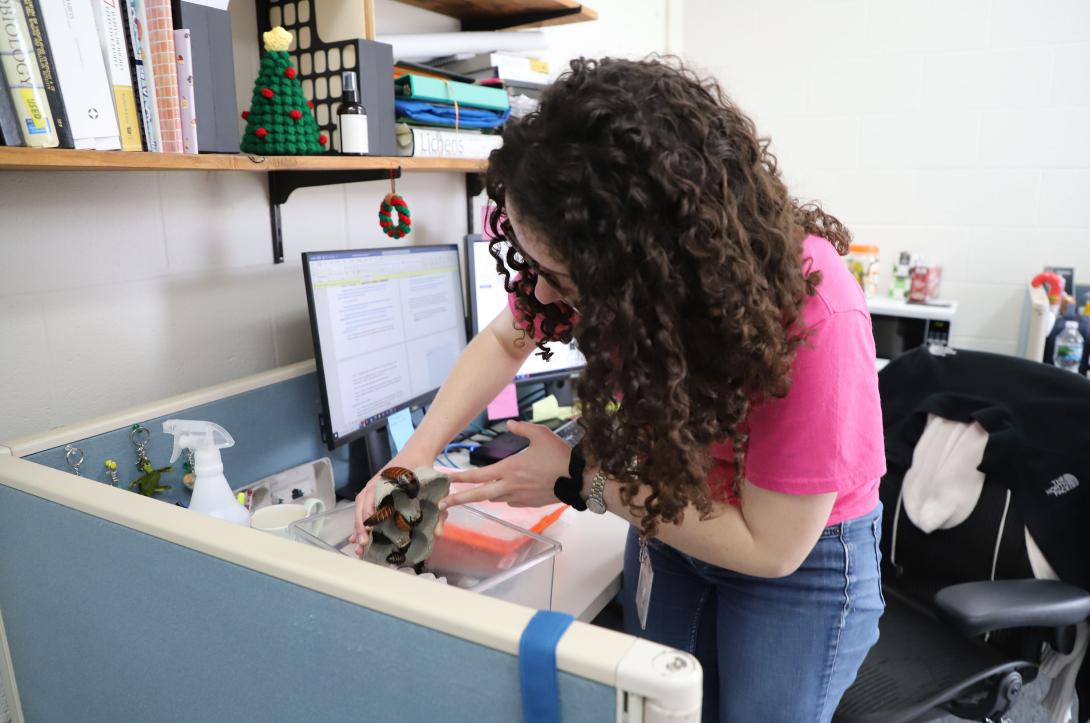 A microbiologist at a U.S. Army lab employs insect antennae to identify chemicals in an area. Credit: Sophia Espinosa, U.S. Army