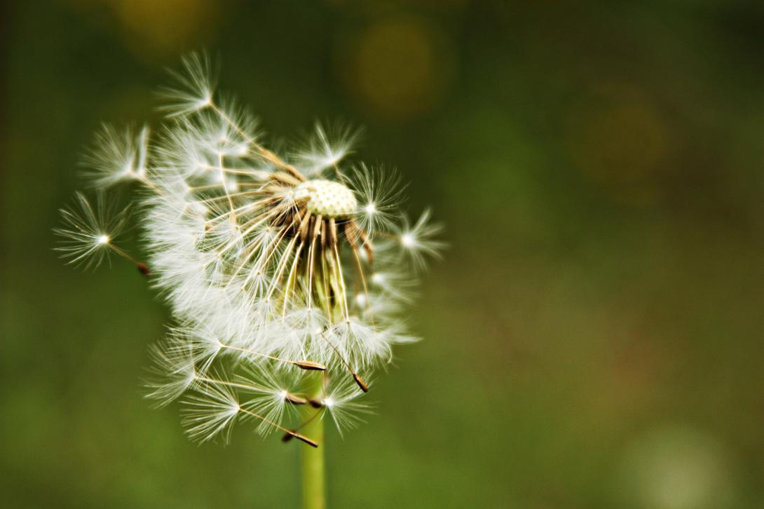 Tiny drones being developed with National Science Foundation funding mimic the flight of dandelion seeds. Photo Credit: Katarzyna Kawka