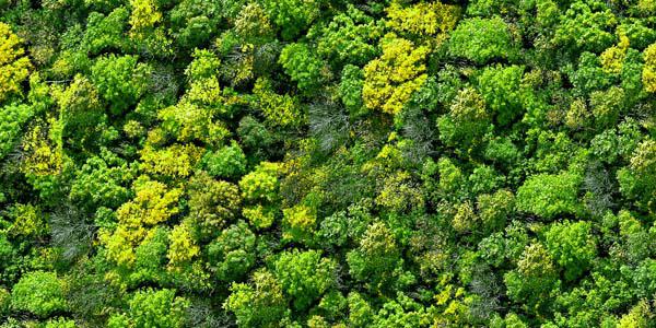 Even lush forest canopies could became effectively transparent with a future generation of light detection and ranging (LiDAR) technologies. Source: Shutterstock/DARPA