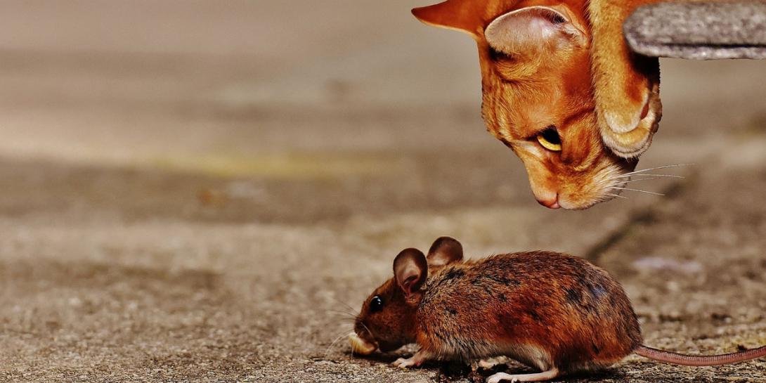 The U.S. Army is caught up in a cat-and-mouse game trying to keep pace with technological change. Credit: Alexas_Fotos/Pixabay