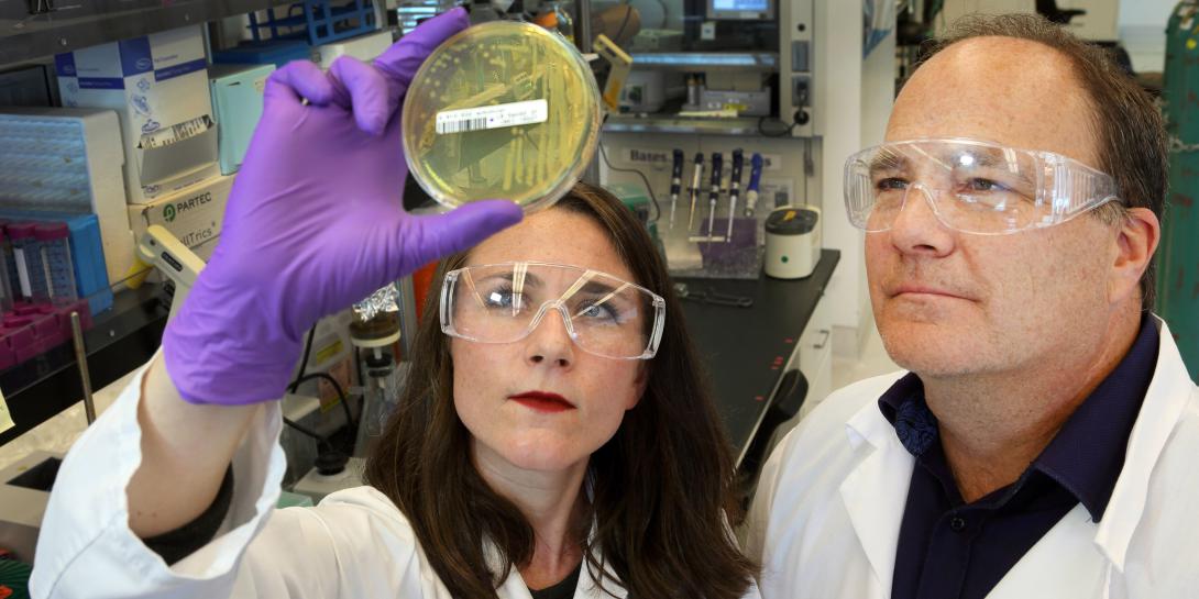 Sandia National Laboratories researchers Amanda Kohler and Ken Sale study the bacteria they used to produce LigM. Photo by Dino Vournas