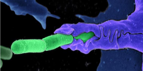 The Department of Homeland Security needs innovators who can use existing data to identify biothreats, such as viruses, bacterium, pathogens and biological toxins. (Photo courtesy of the National Institute of General Medical Sciences)
