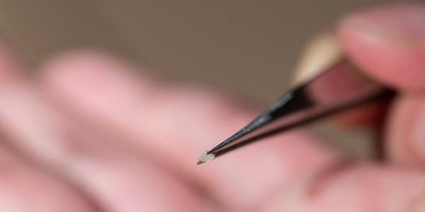 Close-up photo shows a micro-bristle-bot, which is about 2 millimeters in length–about the size of the world’s smallest ant. Credit: Allison Carter, Georgia Tech