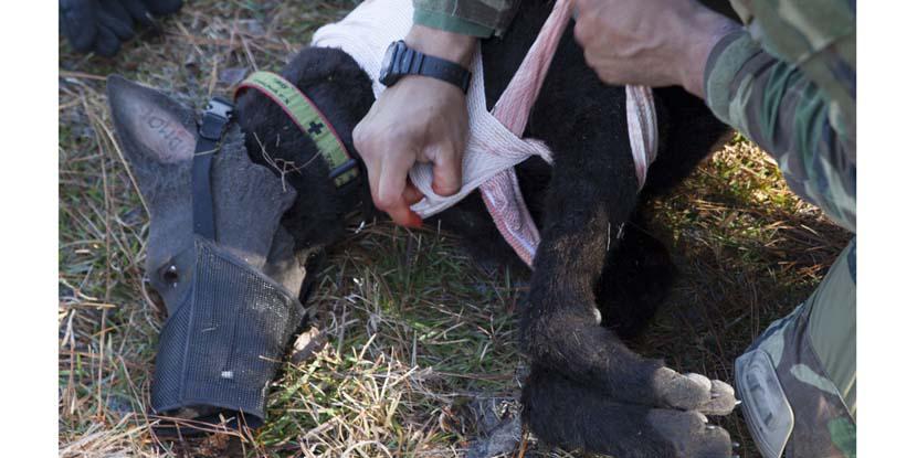 A multipurpose canine handler with U.S. Marine Corps Forces, Special Operations Command, applies medical dressings to a realistic canine mannequin during medical training at Stone Bay on Marine Corps Base Camp Lejeune. Photo by Cpl. Bryann K. Whitley, USMC