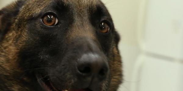 Among the technologies being developed under the U.S. Department of Homeland Security’s Silicon Valley Innovation Program are wearable technologies to monitor the health and welfare of Customs and Border Protection K-9 partners.