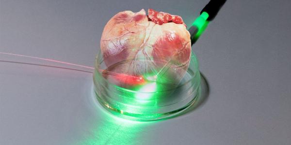 National Institute of Standards and Technology researchers have developed a new photonic sensor that could prove beneficial for growing human tissue—skin, muscle, bones or internal organs—in the laboratory. The device might ultimately be implanted in the body to monitor reactions to organ or tissue transplants.  Images by Jennifer Lauren Lee/NIST and Shutterstock. Edited by Chris D’Elia