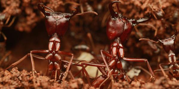Robotic swarm technology is inspired largely by the natural behavior of insects, birds and fish.
