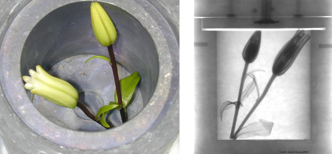 An example of neutron imaging: On the left, lilies photographed through an open cask. On the right, a neutron imaging system used to photograph the lilies through the lead walls of the cask. This image demonstrates the power of neutrons to easily pass through otherwise impenetrable materials.